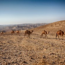 卡塔尔风波，全球视野下的中东博弈
