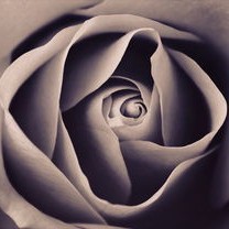 华晨宇七夕浪漫献礼，8万朵玫瑰的爱意表达